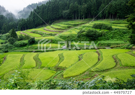 Rice terraces of rainy weather Takashima city Shiga Prefecture Rice terraces of rainy weather Takashima city Shiga Prefecture 44970727