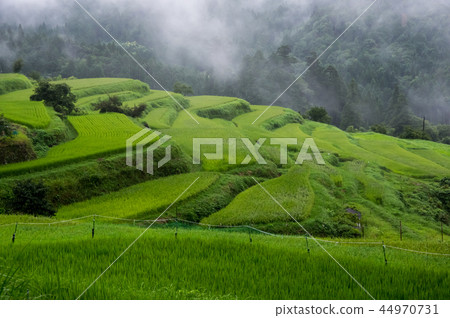 Rice terraces of rainy weather Takashima city Shiga Prefecture Rice terraces of rainy weather Takashima city Shiga Prefecture 44970731
