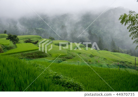 Rice terraces of rainy weather Takashima city Shiga Prefecture 44970735