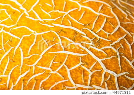 peel of ripe melon, yellow abstract background, peel of ripe melon, yellow abstract background, 44971511