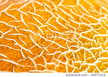 peel of ripe melon, yellow abstract background, 44971518
