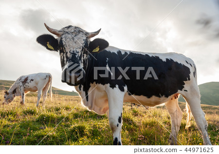 Witrik cow in the Dolomites 44971625