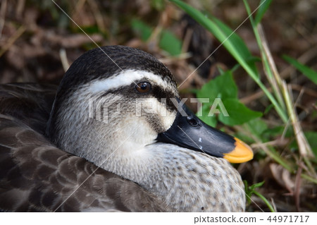 duck duck 44971717