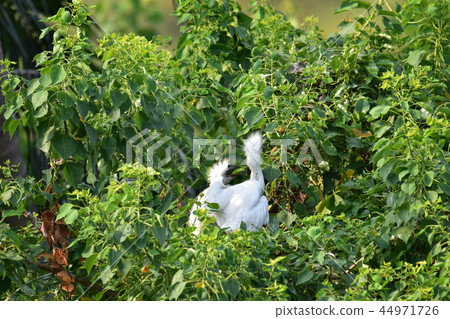 白鷺鷥 白鷺鷥 44971726