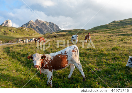 Witrik cow in the Dolomites 44971746