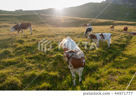 Witrik cow in the Dolomites 44971777