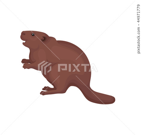 Beaver, wild forest rodent animal vector Illustration on a white background Beaver, wild forest rodent animal vector Illustration on a white background 44971779