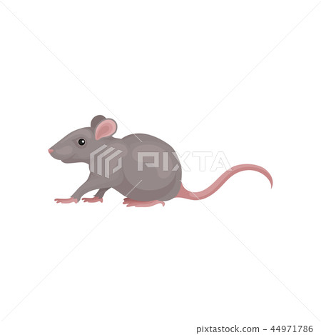 Grey mouse rodent animal vector Illustration on a white background 44971786