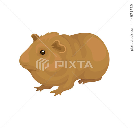 Cute cavy small rodent animal vector Illustration on a white background 44971789