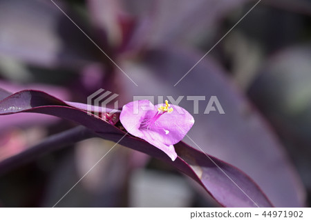 Setukureasea (purple podium) 44971902