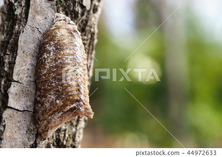 大腹螳螂卵 44972633