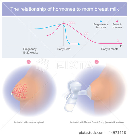 The relationship of hormones to mom breast milk The relationship of hormones to mom breast milk 44973338