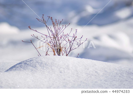 Bud blowing from the snow 2 Bud blowing from the snow 2 44974283