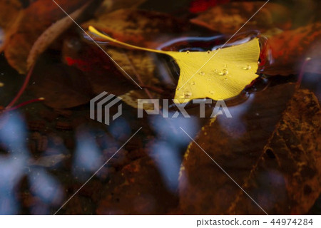 銀杏葉在水面上留下4個 44974284