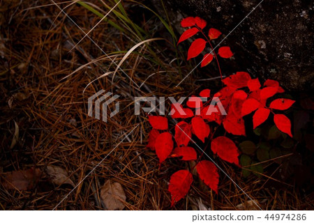 Autumn leaves 3 44974286