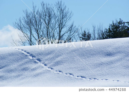 Snow field footprint 3 Snow field footprint 3 44974288