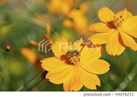 Kivanacosmos Kivanacosmos 44976251