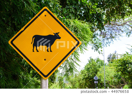 Warning signs of animals (cow) in the countryside Warning signs of animals (cow) in the countryside 44976658