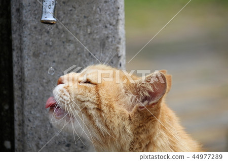 Way of life of cat, nora 44977289