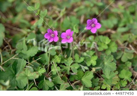 Ginseng Flower Red Flower Ginseng Flower Red Flower 44977450
