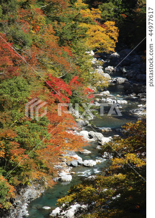 Banshu Kitogawa秋葉 44977617