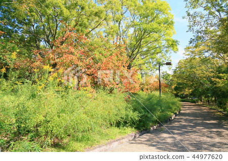 秋天公園柿樹黃色葉子 44977620