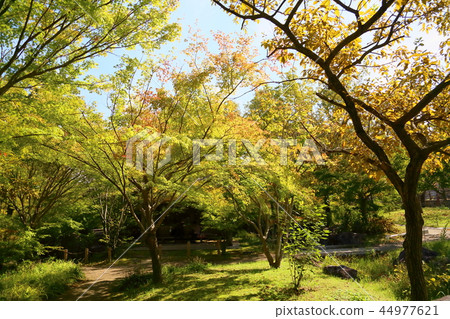 秋天的公園 秋天的公園 44977621