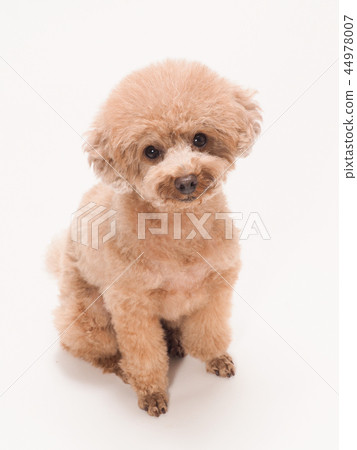 Sitting and laughing toy poodle 44978007