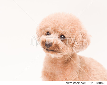 Sitting and laughing toy poodle 44978082