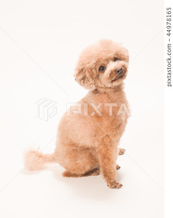 坐和笑的玩具獅子狗 44978165