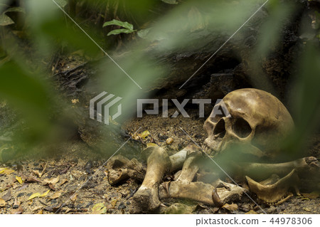 Skull and bones digged in the pit with old timbers 44978306
