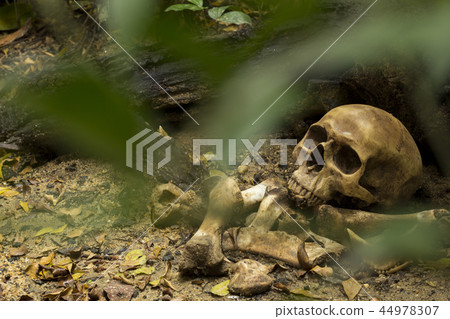 Skull and bones digged in the pit with old timbers Skull and bones digged in the pit with old timbers 44978307