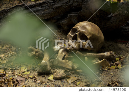 Skull and bones digged in the pit with old timbers Skull and bones digged in the pit with old timbers 44978308