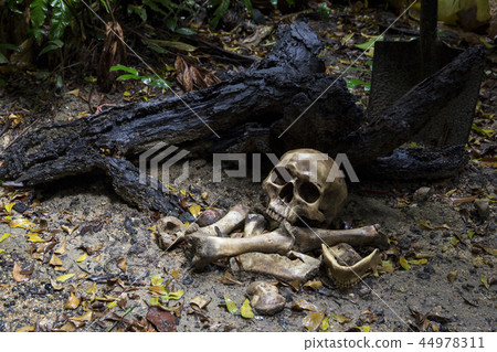Skull and bones digged in the pit with old timbers Skull and bones digged in the pit with old timbers 44978311