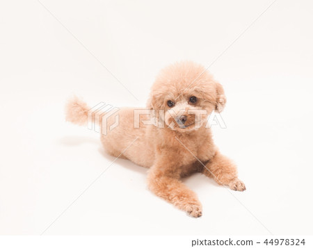 坐和笑的玩具獅子狗 44978324