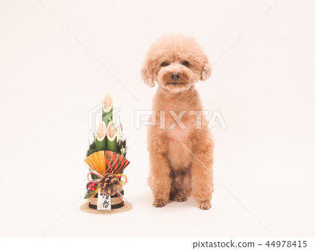 Toy poodle sitting with Kadomatsu 44978415