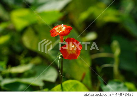 猩紅色和美麗的花朵 猩紅色和美麗的花朵 44978485