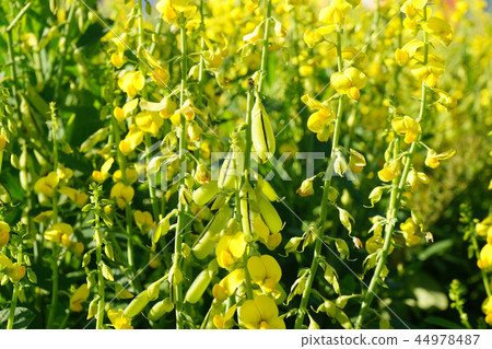 Green manure Kogane nuki beans Fertile autumn · 1 44978487