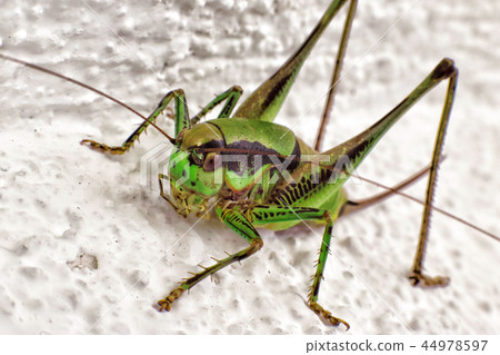 Close up of grasshopper sitting on rock. Close up of grasshopper sitting on rock. 44978597