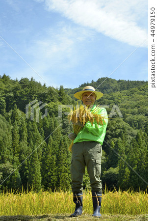 微笑的資深收穫米 44979150