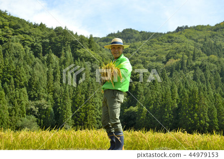 微笑的資深收穫米 44979153