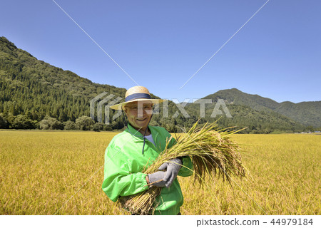 Smiling senior harvesting rice 44979184