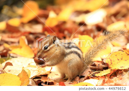 拿著橡實的蝦夷花栗鼠 拿著橡實的蝦夷花栗鼠 44979812