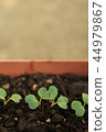Twenty days radish futaba 44979867