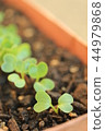 Twenty days radish futaba 44979868