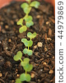 Twenty days radish futaba 44979869
