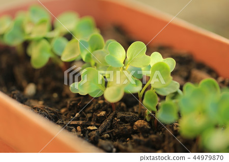 Twenty days radish futaba Twenty days radish futaba 44979870