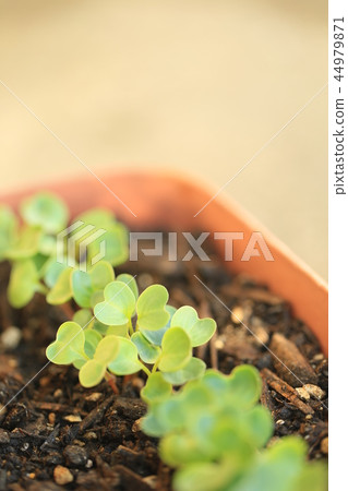 二十天蘿蔔futaba 44979871