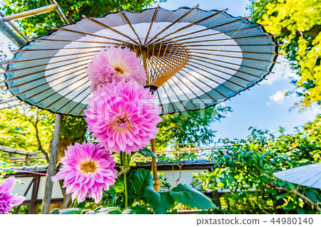 Ueno Toshogu * Special Festival Dalia Sakai Fall Garden 44980140