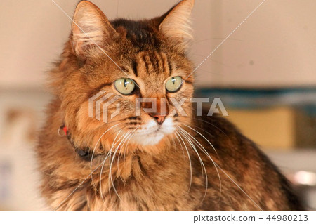 毛孩 貓 貓咪 44980213